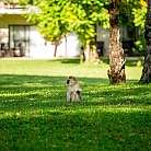 AZambezi River Lodge wildlife in garden